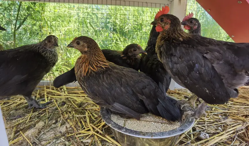 Hel�na Hotel & SPA Lev�l - M�rcius 15. 