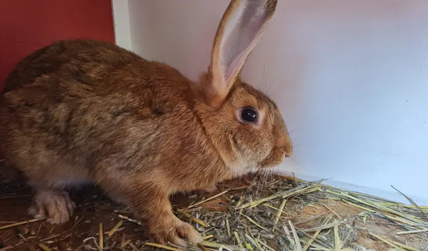 Hel�na Hotel & SPA Lev�l - M�rcius 15. 