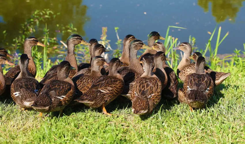 Term�l Hotel Vesta T�pi�szecs� - M�rcius 15.