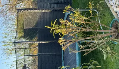 K�kmad�r Vend�gh�z Homokm�gy