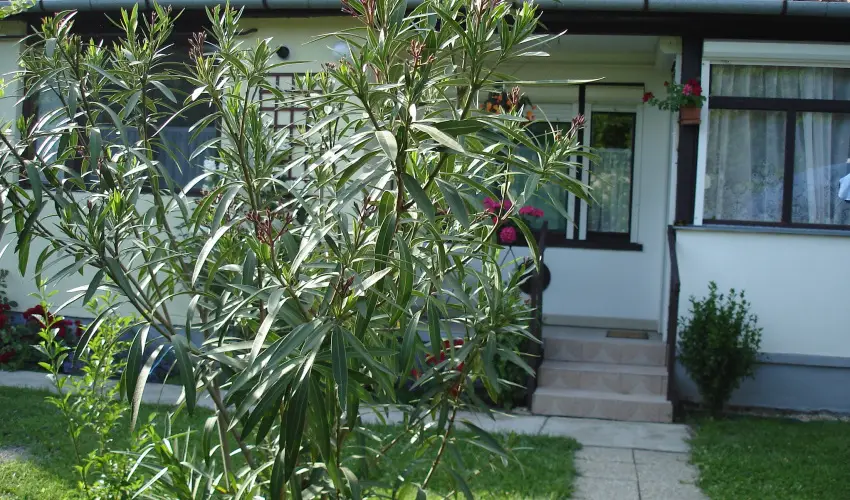 Liza Apartman Gyula - M�rcius 15. (min. 2 �j)
