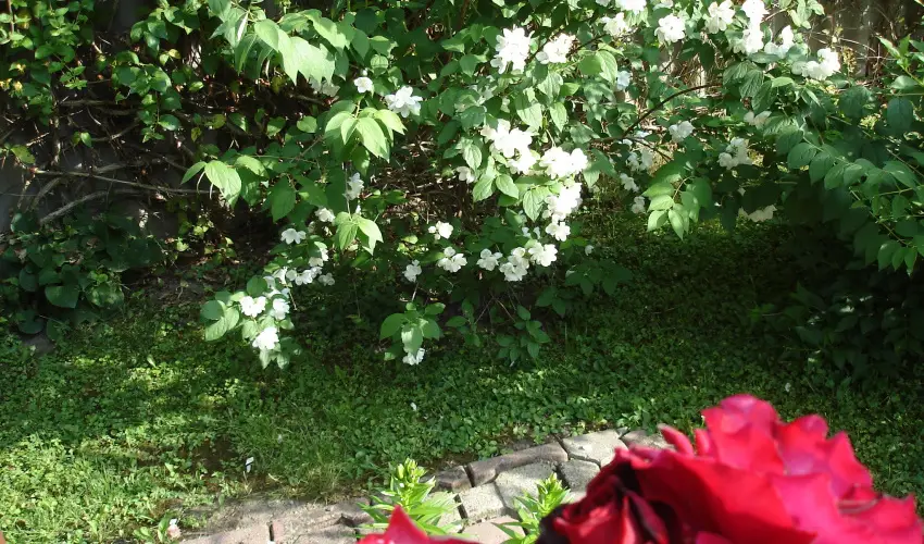 Liza Apartman Gyula - M�rcius 15. (min. 2 �j)