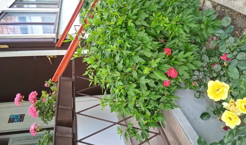 Liza Apartman Gyula - M�rcius 15. (min. 2 �j)