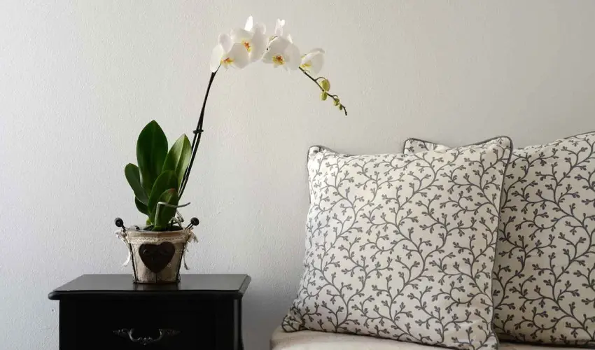 Malom-t� Vend�gh�z Tapolca - M�rcius 15.