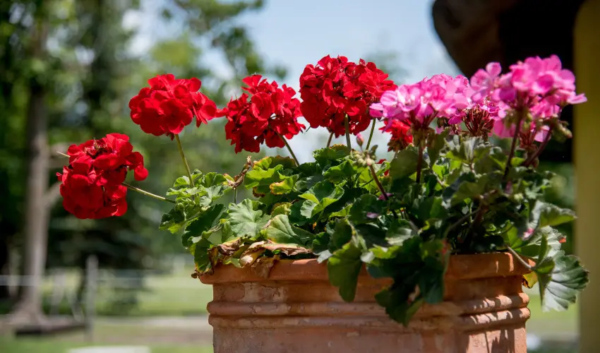 Nyerges Hotel Term�l Monor - M�rcius 15. 