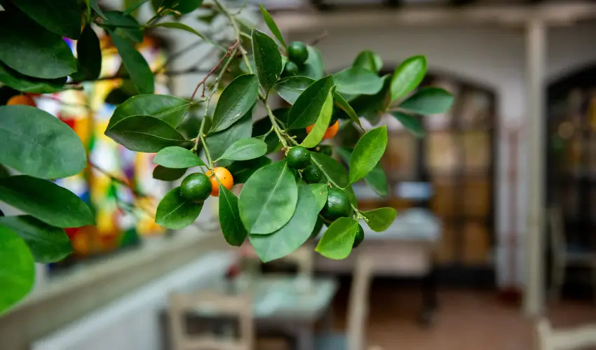 Nyerges Hotel Term�l Monor - M�rcius 15. 