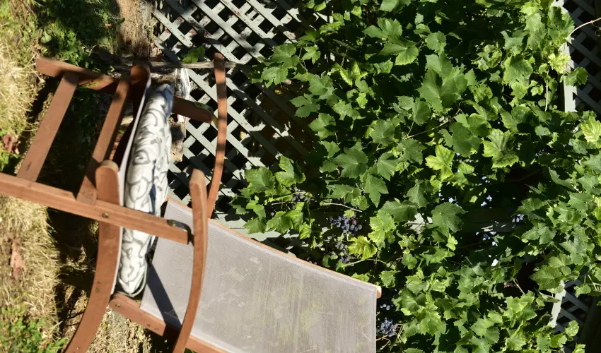 Torn�cos Vend�gh�z K�r�shegy - M�rcius 15.