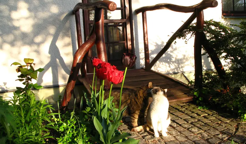 Vadr�zsa Vend�gh�z Szentendre - M�rcius 15. (min. 2 �j)