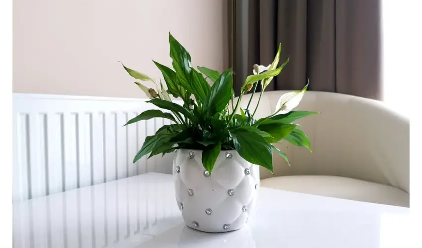 Zenit Panzi� Miskolctapolca - M�rcius 15. 